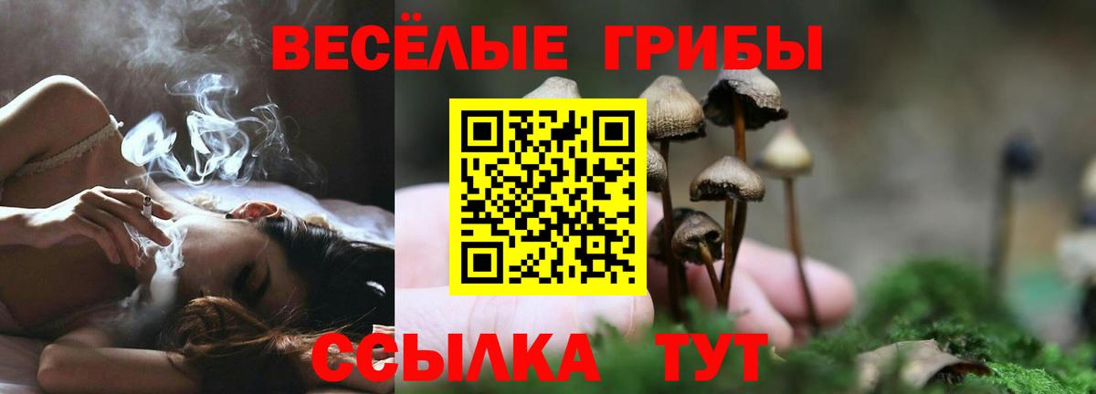 Галлюциногенные грибы Psilocybe Чита